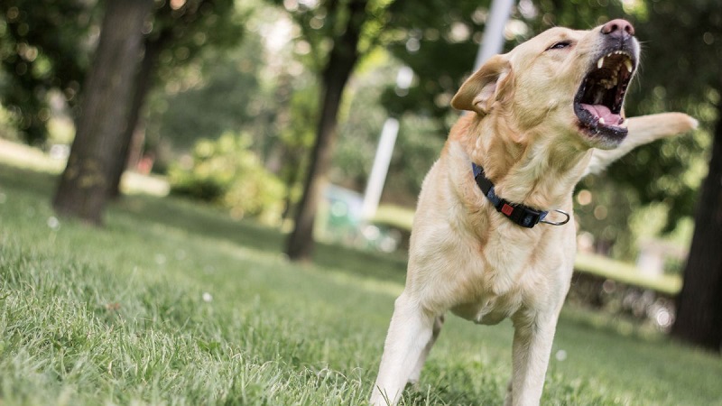 Alarm Peringatan hingga Naluri Teritorial, Alasan Anjing Menggonggong saat Bertemu Orang Asing